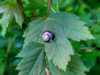 Hain Bänderschnecke auf Blatt